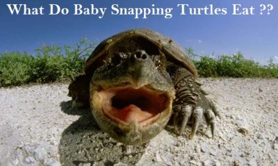 what do baby snapping turtles eat
