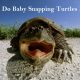 what do baby snapping turtles eat