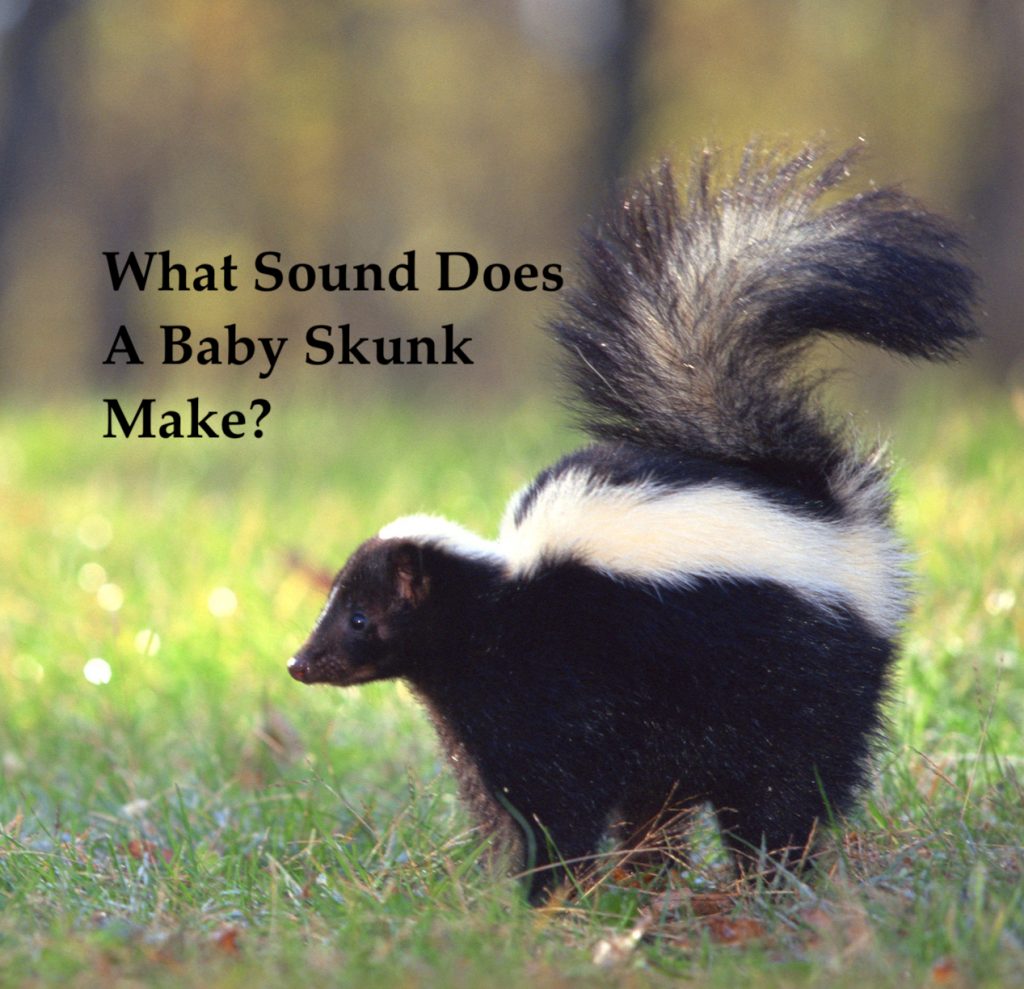 What Sound Does A Baby Skunk Make Skunk Telltales YardPals