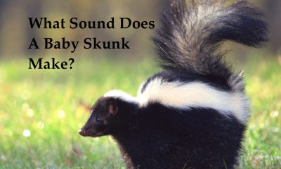 what sound does a baby skunk make?