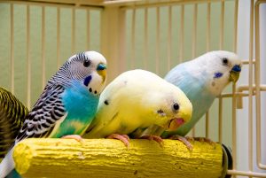How To Tell If Parakeet Is Happy