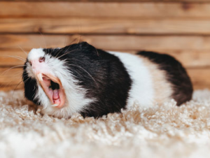 yawning guinea pig