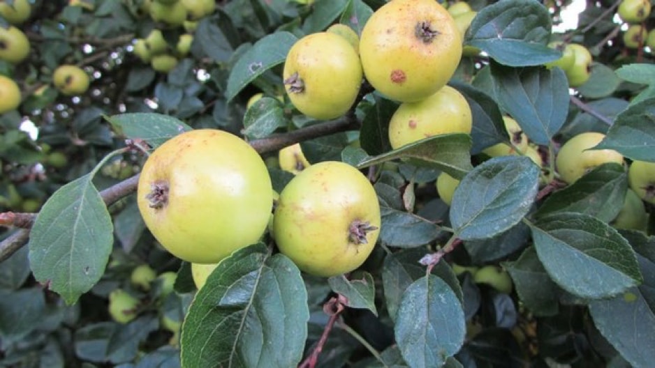 are crab apples poisonous to horses