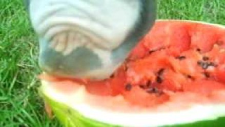 Can Senior Horses eat Watermelons