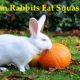 Health Benefits from Squash for Rabbit