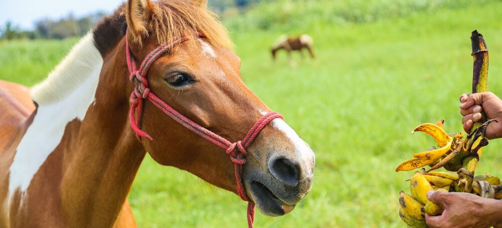 can horses eat bananas?