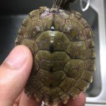 How to Clean the turtle Shell