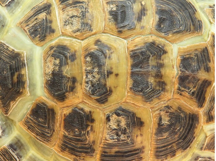 How to Preserve Turtle Shells
