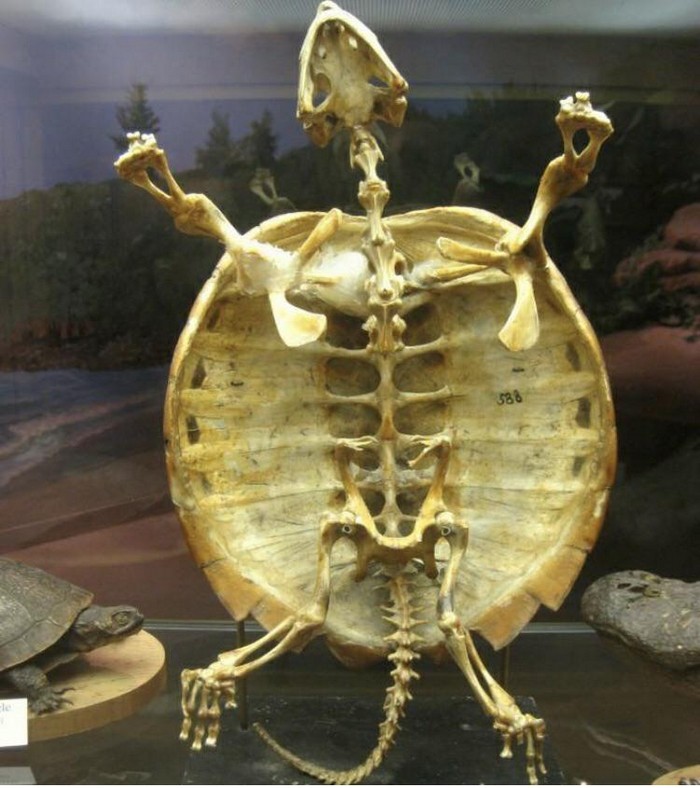 How to clean and preserve turtle shells