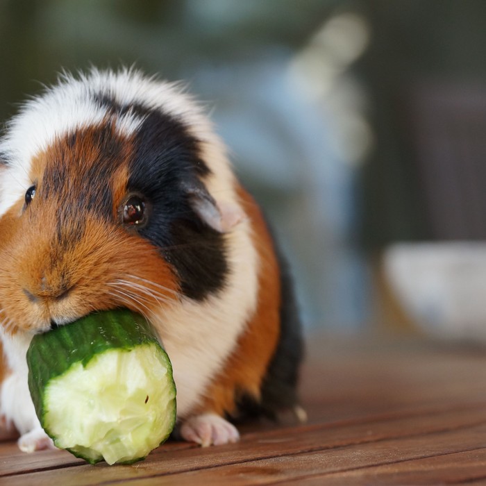 What to Do If Guinea Pigs Eat Hair