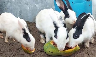 Can you feed papaya skin to rabbits?