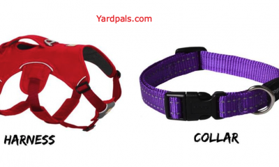 Harness vs collar