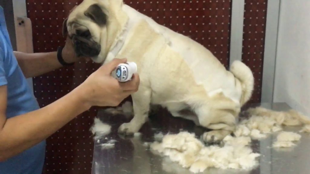 Can You Shave a Pug? - YardPals
