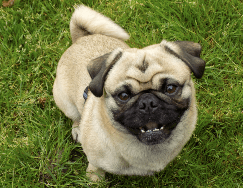 How Many Teeth Do Pugs Have? {Are you Curious to know?} YardPals